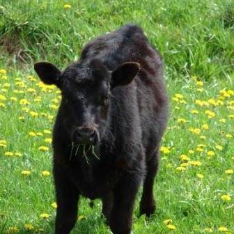 12802814_1070081016390521_1958341541620197320_n