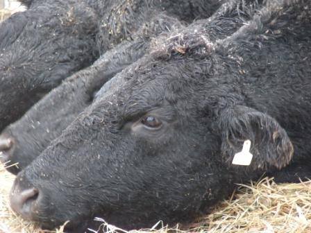 12806147_1070662462999043_8720924138439783223_n